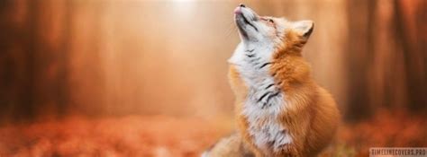 fox facebook cover